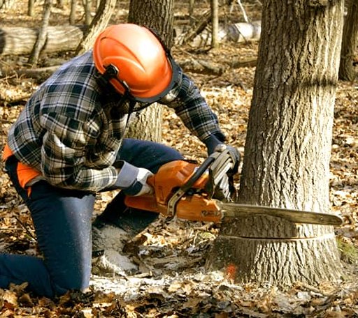 Tree Removal in Hustle, VA